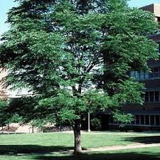 Attēlu rezultāti vaicājumam “Gymnocladus dioicus”