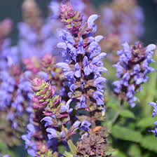 Attēlu rezultāti vaicājumam “Salvia nemorosa leaf”