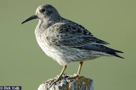 Attēlu rezultāti vaicājumam “Calidris maritima adult”