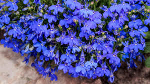 Attēlu rezultāti vaicājumam “Lobelia erinus flower”