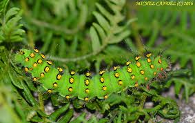 Attēlu rezultāti vaicājumam “Saturnia pavonia”