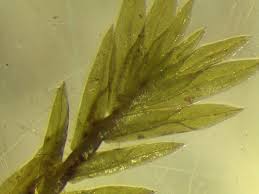 Attēlu rezultāti vaicājumam “Didymodon rigidulus sporophyte”