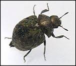 Attēlu rezultāti vaicājumam “Cytilus sericeus”