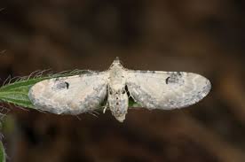 Attēlu rezultāti vaicājumam “Eupithecia centaureata”