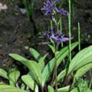 Attēlu rezultāti vaicājumam “Swertia perennis flower”