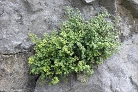 Attēlu rezultāti vaicājumam “Asplenium ruta-muraria”