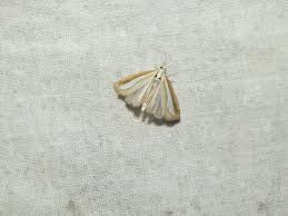 Attēlu rezultāti vaicājumam “Catoptria fulgidella”