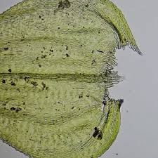 Attēlu rezultāti vaicājumam “Sciuro-hypnum curtum”