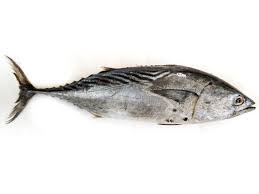 Image result for Thunnus thynnus