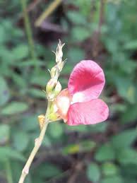 Attēlu rezultāti vaicājumam “Enteridium liceoides macro”