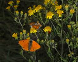 Attēlu rezultāti vaicājumam “Lycaena dispar female”