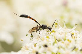 Attēlu rezultāti vaicājumam “Gasteruption jaculator imago”