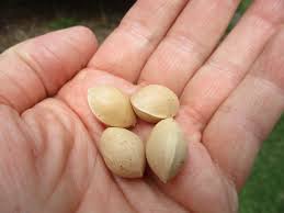 Attēlu rezultāti vaicājumam “Ginkgo biloba fruit”