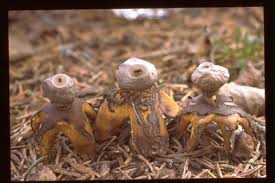 Attēlu rezultāti vaicājumam “Geastrum quadrifidum”