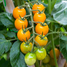 Afbeeldingsresultaat voor broad ripple yellow currant tomato