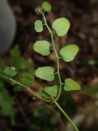 Attēlu rezultāti vaicājumam “Lignydium muscorum young”