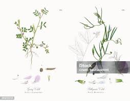 Attēlu rezultāti vaicājumam “Vicia lathyroides leaf”