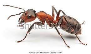 Attēlu rezultāti vaicājumam “Formica rufa imago”