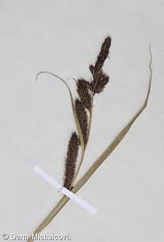 Attēlu rezultāti vaicājumam “Carex acutiformis fruit”