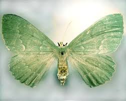 Attēlu rezultāti vaicājumam “Geometra papilionaria”