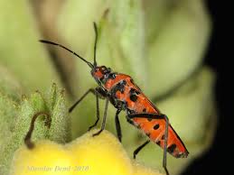 Attēlu rezultāti vaicājumam “Corizus hyoscyami”