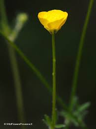 Attēlu rezultāti vaicājumam “Ranunculus repens flower”