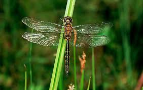 Attēlu rezultāti vaicājumam “Somatochlora flavomaculata”