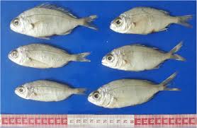 Image result for Pagellus bogaraveo