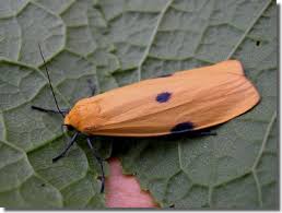 Attēlu rezultāti vaicājumam “Lithosia quadra female”