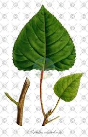 Attēlu rezultāti vaicājumam “Populus x canadensis fruit”