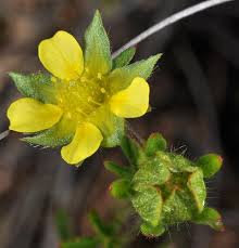 Attēlu rezultāti vaicājumam “Potentilla norvegica flower”