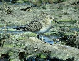 Image result for Calidris bairdii