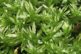 Attēlu rezultāti vaicājumam “Mnium hornum sporophyte”