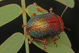 Attēlu rezultāti vaicājumam “Chrysomelidae”