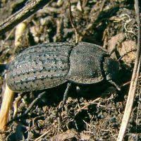 Attēlu rezultāti vaicājumam “Opatrum sabulosum”