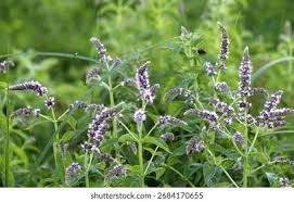 Attēlu rezultāti vaicājumam “Mentha longifolia flower”