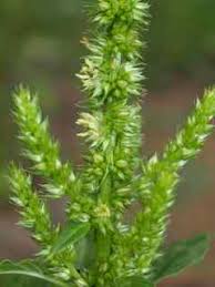 Attēlu rezultāti vaicājumam “Amaranthus retroflexus flower”
