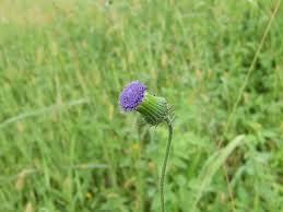 Attēlu rezultāti vaicājumam “Collaria rubens”