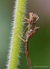 Attēlu rezultāti vaicājumam “Pyrrhosoma nymphula”