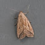 Attēlu rezultāti vaicājumam “Hypenodes humidalis”