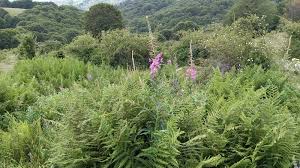 Attēlu rezultāti vaicājumam “Epilobium angustifolium bud”