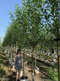 Attēlu rezultāti vaicājumam “Salix pentandra”