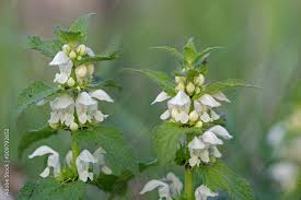 Attēlu rezultāti vaicājumam “Lamium album flower”