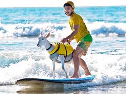 Goatee the surfing goat rides the waves in California Images?q=tbn:ANd9GcRGy6znOyJfrBJZGK2d6rkxECQ1MRIGQqjnOWbCh6suwD5zoHumRQ