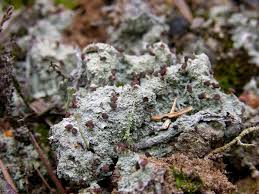 Attēlu rezultāti vaicājumam “Baeomyces rufus”