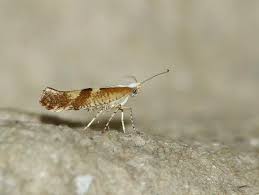 Attēlu rezultāti vaicājumam “Argyresthia pruniella”