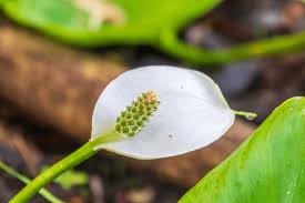 Attēlu rezultāti vaicājumam “Calla palustris flower”