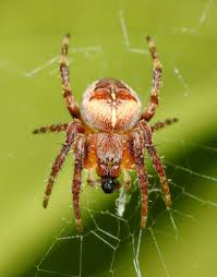 Attēlu rezultāti vaicājumam “Araneus diadematus female”