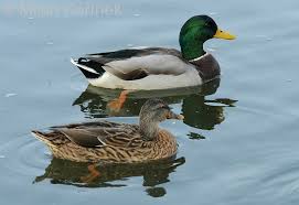 Attēlu rezultāti vaicājumam “Anas platyrhynchos”