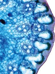 Attēlu rezultāti vaicājumam “Scirpus sylvaticus leaf”